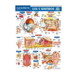 LAMINA MURAL 50 X 70 CM LOS 5 SENTIDOS