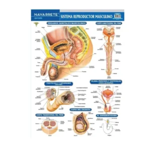LAMINA MURAL 50 X 70 CM SISTEMA REPRODUCTOR MASCULINO