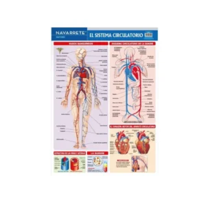 LAMINA MURAL 50 X 70 CM SISTEMA CIRCULATORIO