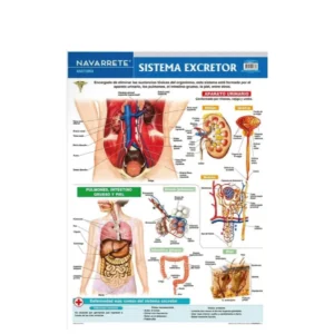L?MINA MURAL 50 X 70 CM SISTEMA EXCRETOR