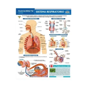 L?MINA MURAL 50 X 70 CM SISTEMA RESPIRATORIO