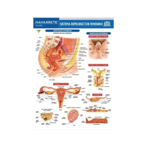L?MINA MURAL 50 X 70 CM SISTEMA REPRODUCTOR FEMENINO