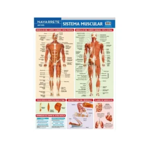 L?MINA MURAL 50 X 70 CM SISTEMA MUSCULAR