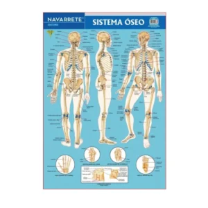 LAMINA MURAL ANATOMIA - SISTEMA OSEO