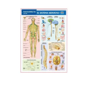 L?MINA MURAL 50 X 70 CM SISTEMA NERVIOSO