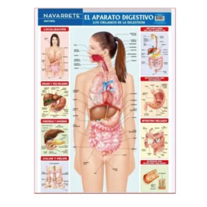 L?MINA MURAL 50 X 70 CM EL APARATO DIGESTIVO