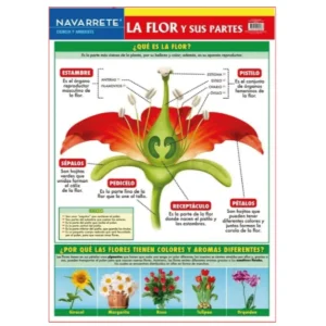 L?MINA MURAL 50 X 70 CM LA FLOR Y SUS PARTES