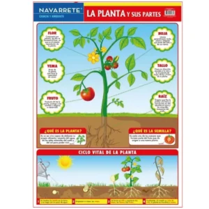 L?MINA MURAL 50 X 70 CM LA PLANTA Y SUS PARTES