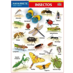 L?MINA MURAL 50 X 70 CM INSECTOS