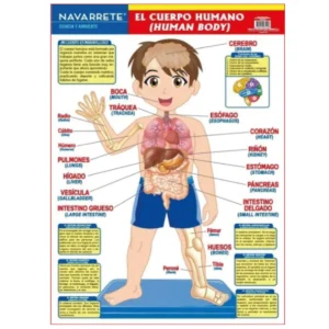 L?MINA MURAL 50 X 70 CM EL CUERPO HUMANO KIDS