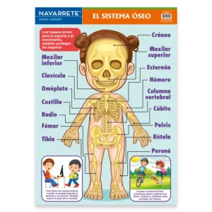 L?MINA MURAL 50 X 70 CM SISTEMA OSEO