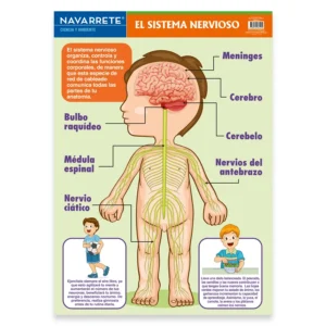 L?MINA MURAL 50 X 70 CM SISTEMA NERVIOSO