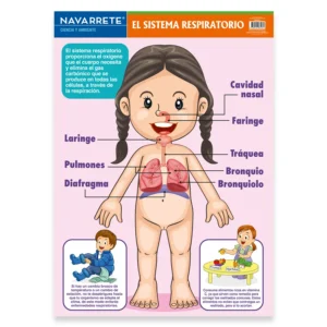 L?MINA MURAL 50 X 70 CM SISTEMA RESPIRATORIO